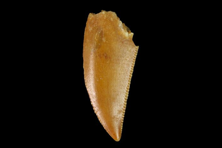 Serrated, Raptor Tooth - Real Dinosaur Tooth #149071
